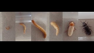 Documentary quotMealworm to Beetle Ontogenyquot  Dokumentation quotMehlwurm zu Käfer Ontogenesequot [upl. by Iatnohs]