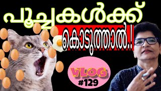 Can Cats Eat Eggs  Cats Health And Nutrition  Cat Feeding Tips  Nandas PetsampUs  Vanaja Subash [upl. by Morse]