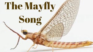 The Mayfly Song [upl. by Egarton]