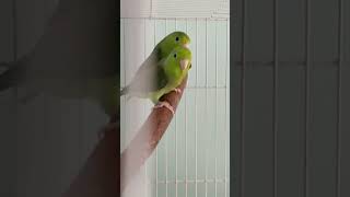 Green Parrotlets birds breeding [upl. by Myles427]