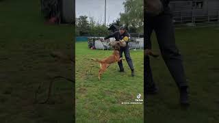 BELGIAN MALINOIS belgianmalinois mali malinois bitework workingdog dogtraining psa puppy [upl. by Llert]