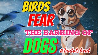 BIRDS FEAR THE BARKING OF DOGS BUDOTS [upl. by Ttevi]