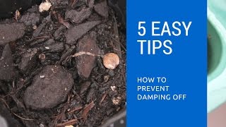 How to cure damping off in young seedlings [upl. by Shererd]