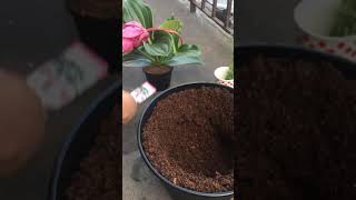 How to grow Medinilla flower pot [upl. by Bozovich]