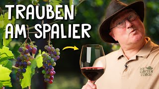 Trauben im eigenen Garten pflanzen 🍇  Anbau Schnitt amp Krankheiten von Tafeltrauben [upl. by Yllib]