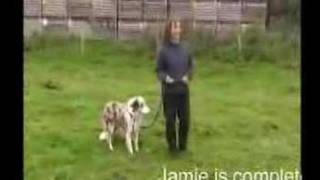 Border Collie Rescue  Working Sheepdog Assessment [upl. by Ynnam]