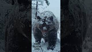 Yukon wildlife Grizzly in an early winter snowfall [upl. by Thapa]