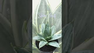 Do you know Sansevieria Hahnii varieties is the cutest snake plant Last one is my favorite [upl. by Arahd]