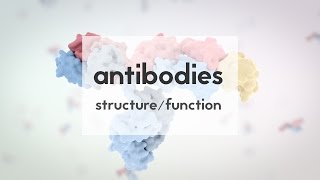 Therapeutic antibodies Part 1 structure amp function [upl. by Mommy]