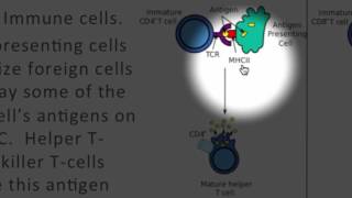 Cell Communication Part 2 Local and LongDistance [upl. by Tootsie]