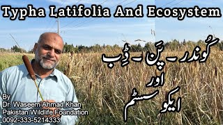 Typha Latifolia And Ecosystem  How Food Chains Work In Ecosystem [upl. by Nirtiac]