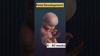 Fetal development firozbi smartpatshala [upl. by Yemane]