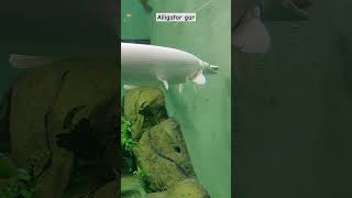 Alligator gar  fish  alligatorgar fish youtubeshorts [upl. by Engle]