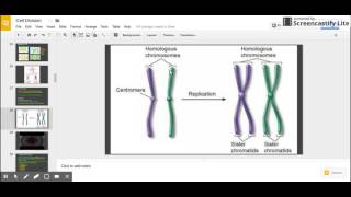 Sister Chromatids vs Homologous Chromosomes [upl. by Jessie]