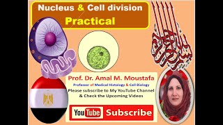 Practical for Nucleus amp cell division Dr Amal Mohamed Moustafa [upl. by Anyk]