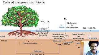 Mangrove and estuarine microbiome [upl. by Obmar]