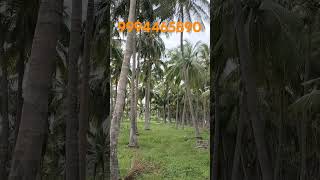 758 Udumalpet To Dharaparam Main Road Based70 Feet 258 Coconut Farm srimahalakshmirealestate [upl. by Stryker]