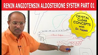 Renin Angiotensin Aldosterone System  RAAS Part 1👨‍⚕️ [upl. by Marder]