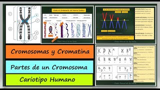 Estructura Cromosómica Partes de un Cromosoma Cariotipo Humano Autosomas y Cromosomas Sexuales [upl. by Chelsie164]