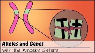 Alleles and Genes [upl. by Hanforrd773]