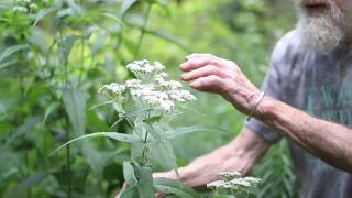 Boneset Eupatorium perfoliatum [upl. by Eninotna254]