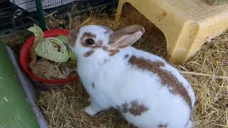 How to deal with bunnies doing wet poo  cecotropes [upl. by Becky]