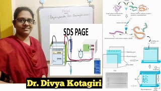 Polyacrylamide gel electrophoresis  PAGESDSPAGE  in detail with buffer preparationGenes amp Genus [upl. by Eno]