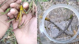 Catch all types of grasshoppers [upl. by Nolahp871]