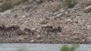 2014 Caribou Migration in Nunavik Canada [upl. by Enelym654]