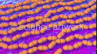 Enterococcus faecalis bacteria stock video from science artwork [upl. by Millicent]