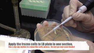 Prepare a Bacterial Stock Plate from Frozen Stock [upl. by Aynad]