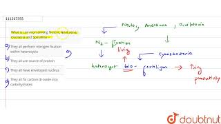 What is common among Nostoc Anabaena Oscilatria and Spirullina [upl. by Fernand411]