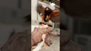 Harris hawk working on pigeons [upl. by Deegan]