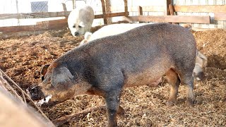 How to Breed the Ultimate Pig  The Old Line Duroc [upl. by Arch716]