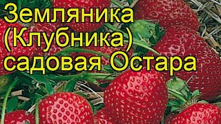 Земляника садовая Остара Краткий обзор описание характеристик fragaria ananassa Ostara [upl. by Moskow698]