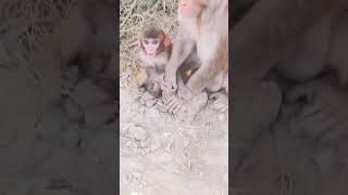 Cutebabymonkey ytshots monkeyvideo shortmonkey shorttrending [upl. by Allred]