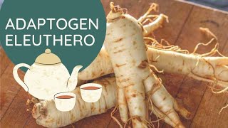 Eleuthero Root Adaptogen for Stress Fatigue Thyroid and Immunity [upl. by Amej]