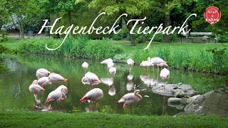 Tierpark Hagenbeck Hamburg  Hamburg Zoo [upl. by Born924]