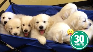 30 Minutes of the Worlds CUTEST Puppies 🐶💕 [upl. by Analihp]