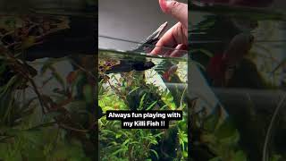 The MOST FUN You Can Have with Your Killi Fish fun fish aquarium aquariumhobby [upl. by Mckee]