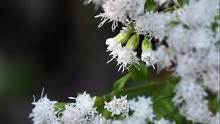 White Snakeroot  Plant Chats With Val [upl. by Aihtnic738]