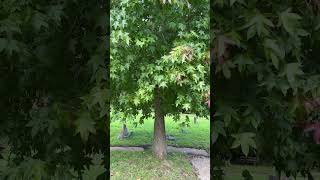 Sweetgum  trunk amp lower canopy  September 2024 [upl. by Abigail]