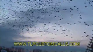 Snow Goose Hunting with TLP Custom Calls [upl. by Nwahsat160]