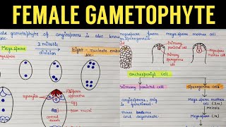 Development of female gametophyte  Angiospermic plant female gametophyte  Megasporogenesis [upl. by Frangos]