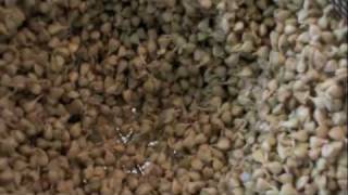 How To Sprout Raw Buckwheat Groats Ep239 [upl. by Oralee]