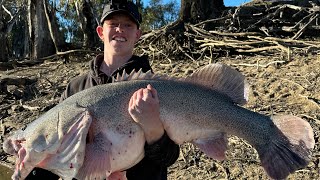 Murray Cod fishing in Deniliquin 112cm giant [upl. by Bashemeth]