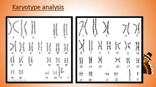 Karyotype Analysis [upl. by Ormond819]