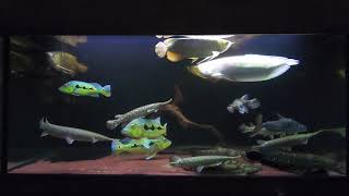 Peaceful comm exotic fishes arowana peacockbass gar datz channa bichir wolffish tigerfish driftwood [upl. by Saul]