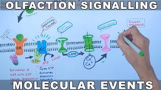 Olfaction Signalling  Molecular Events of Olfaction Signalling [upl. by Lybis]