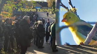 A Scarlet Tanager Turns Up In Yorkshire [upl. by Ettebab668]